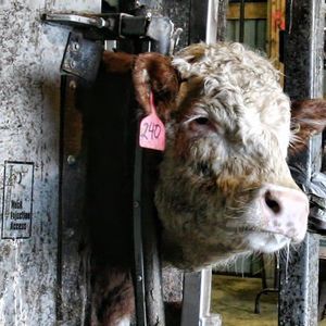 Meet your Posher, Monica